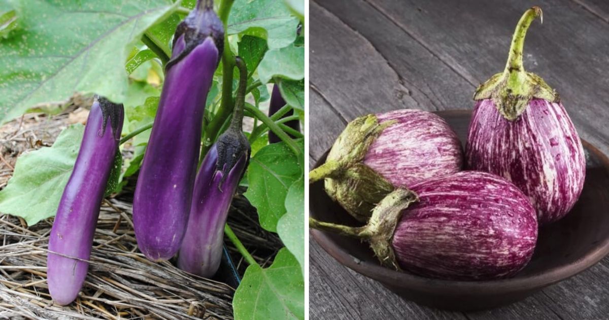 15 Most Typical Eggplants To Grow