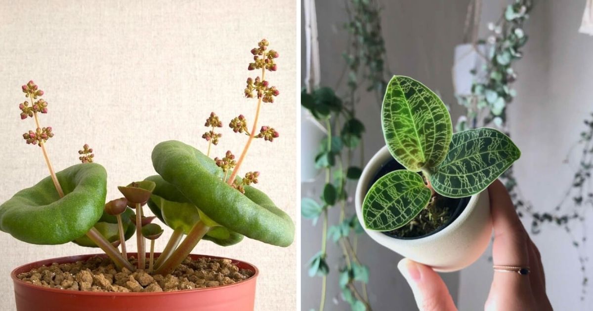 26 Houseplants Feature The Strangest Leaves