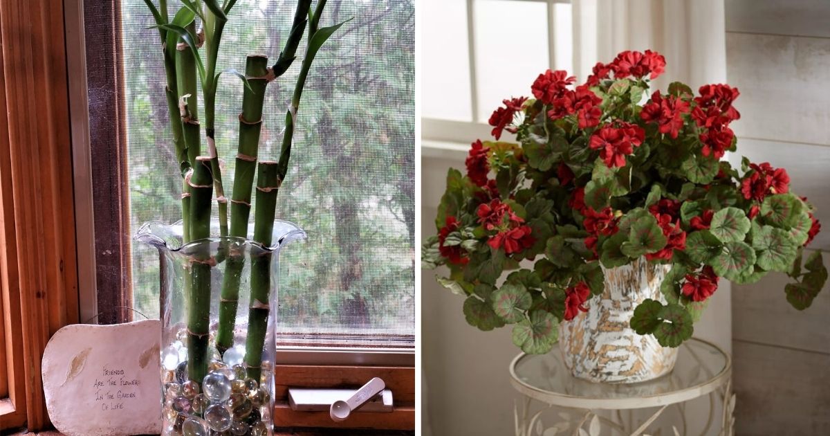 25 Plant Cuttings To Give A Good Look In Vases