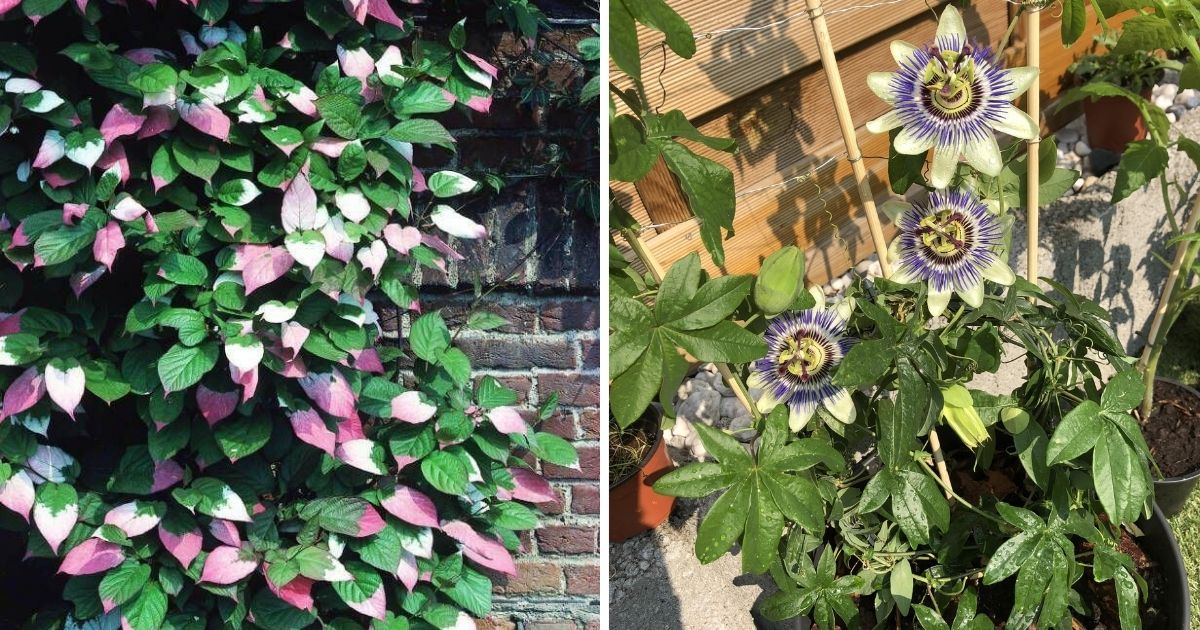 24 Flowering Vines To Give Your Garden Shade