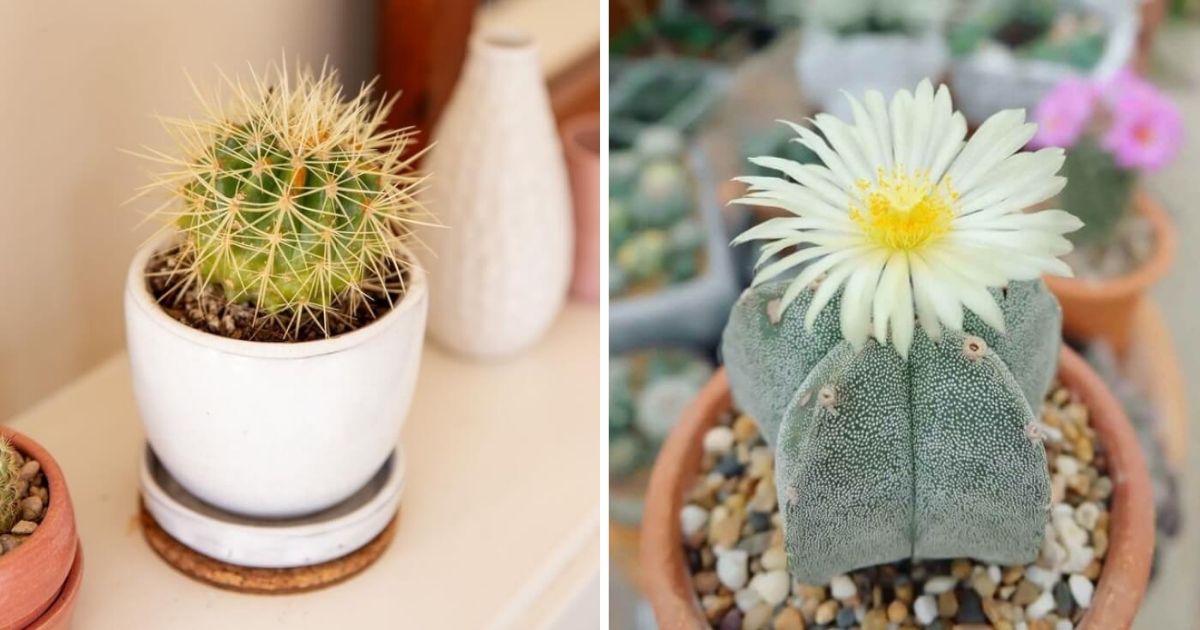 11 Beautiful And Easy-To-Grow Indoor Cactus Plants