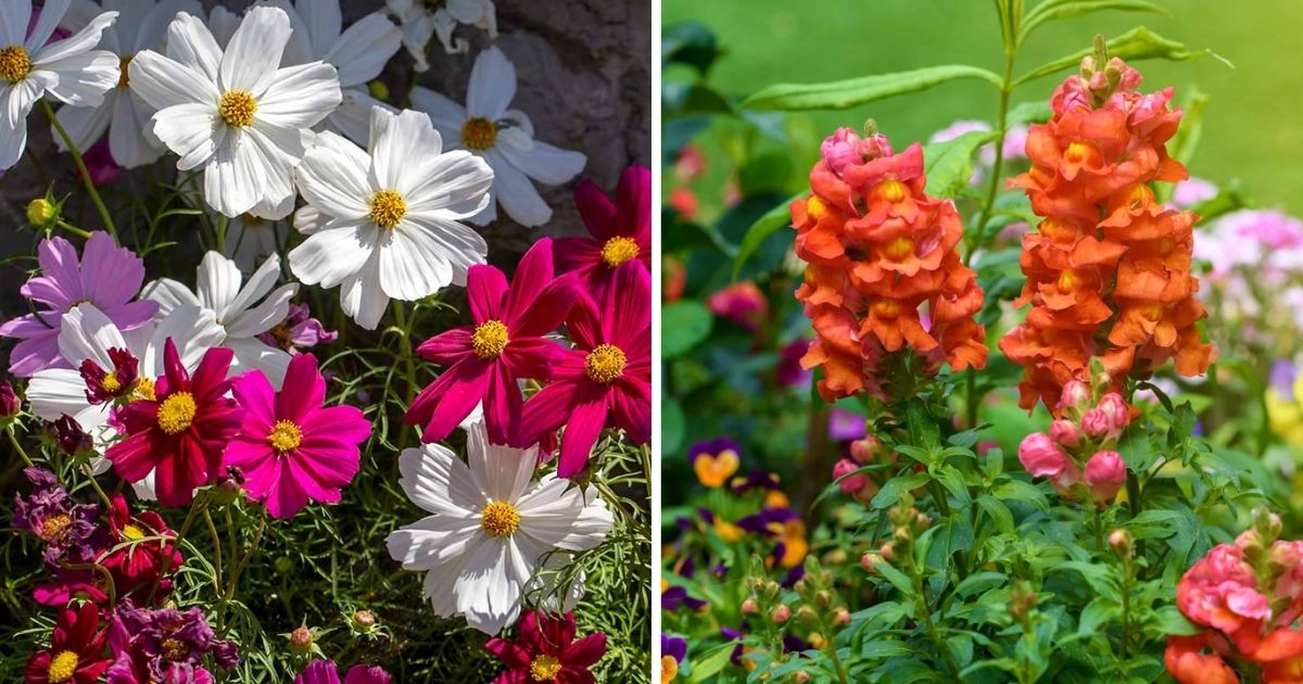 Must-Have Annuals For A Beautiful Flower Garden