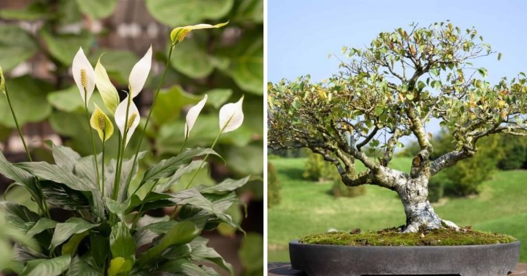 10 Gorgeous Ornamental Plants That Grow Well Both Indoors and Outdoors