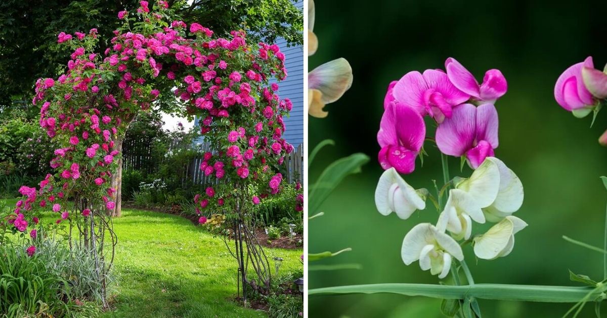 15 Beautiful Flowering Vines For Garden Gates