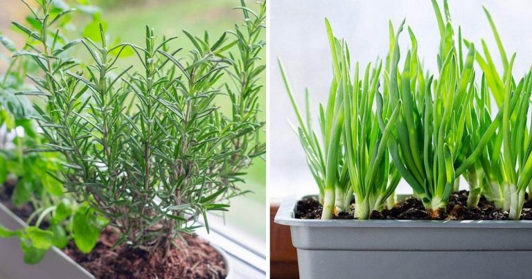 8 Herbs That Suit Grow On Windowsills On Winter Days
