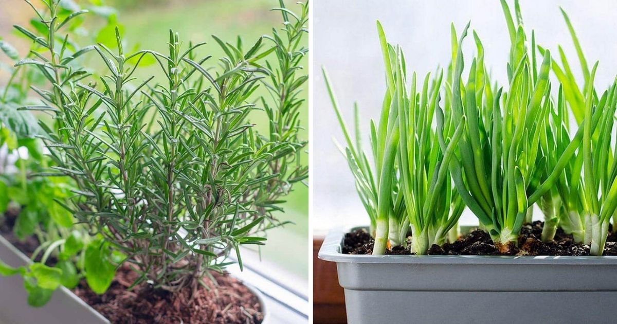 8 Herbs That Suit Grow On Windowsills On Winter Days