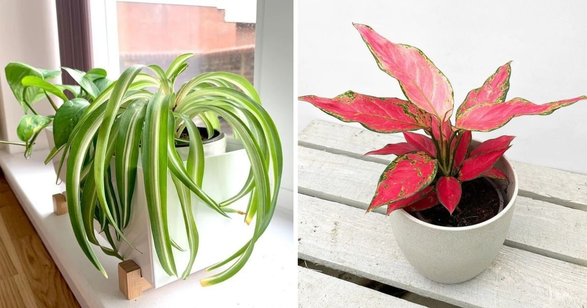 10 Best Houseplants For Hot Summer Days