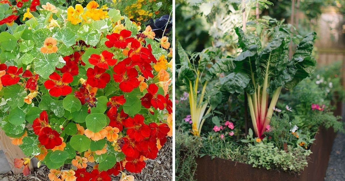20 Green Summer Vegetables That Grow Well In Containers