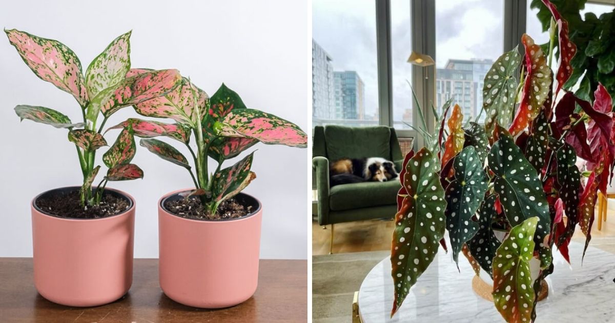 Best Beautiful Polka Dot Print Indoor Plants