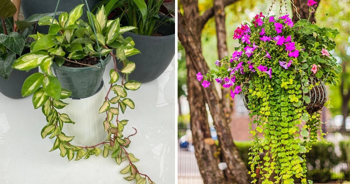 11 Beautiful Golden Houseplants To Hang On Baskets