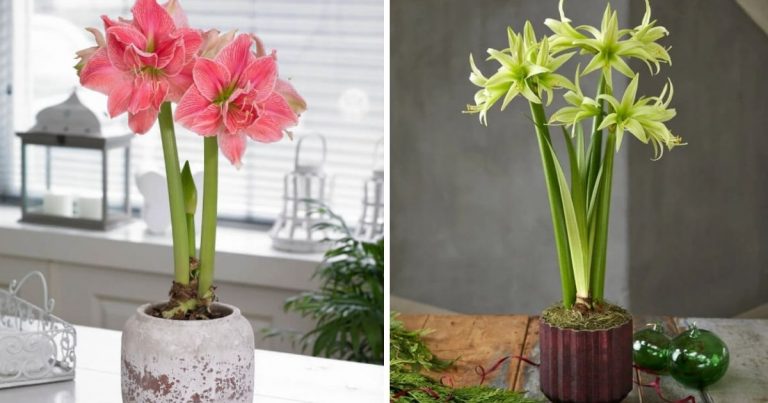 17 Awesome Amaryllis To Grow In Pots