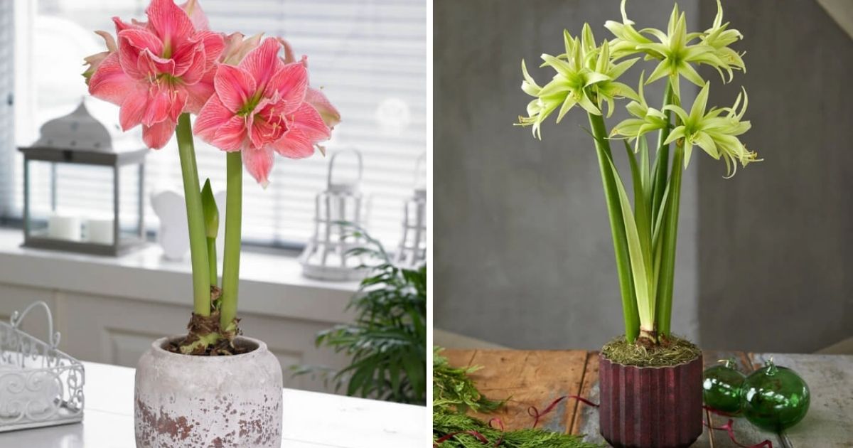 17 Awesome Amaryllis To Grow In Pots