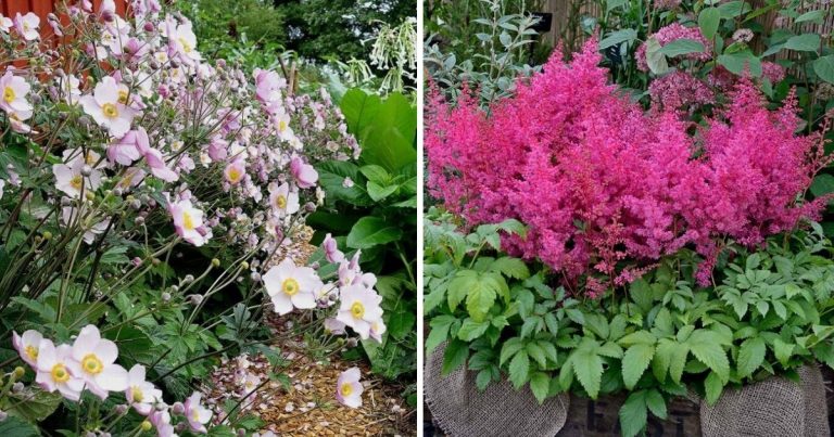 8 Beautiful Shade-loving Flowers
