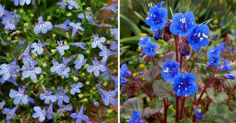 30 Small Baby Blue Flowers To Perk Up Your Outdoor Space