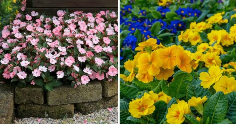 22 Beautiful Plants For A Walkway