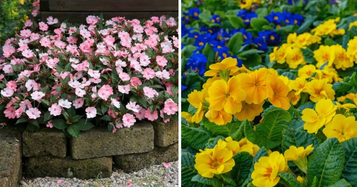 22 Beautiful Plants For A Walkway