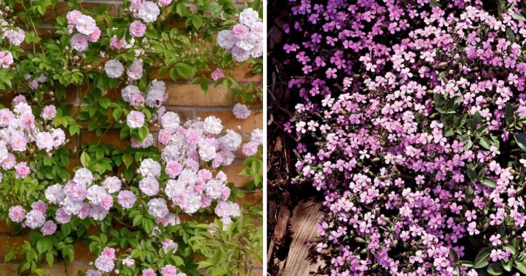 19 Climbing Plants To Beautify Your Landscaping