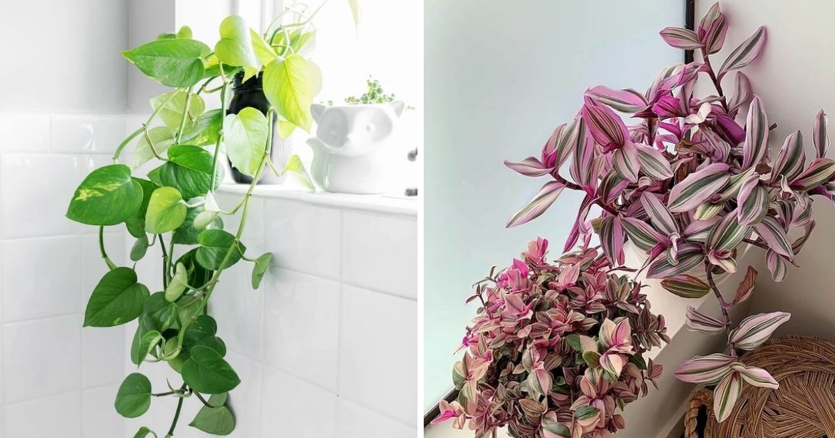 11 Best Trailing Houseplants For Your Bathroom