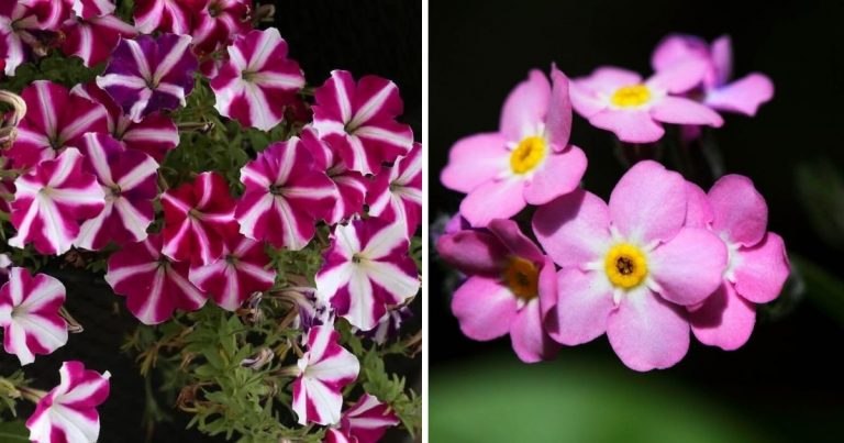 26 Beautiful Pink and White Flowers To Perk Up Your Landscaping