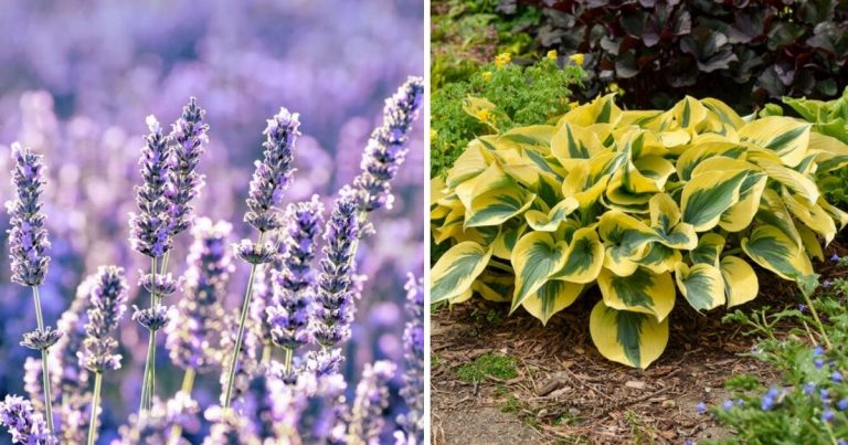 33 Low Maintenance Plants Producing Spectacular Results