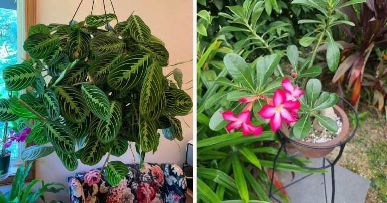 21 Best Beautiful Indoor Plants To Refresh Your Home