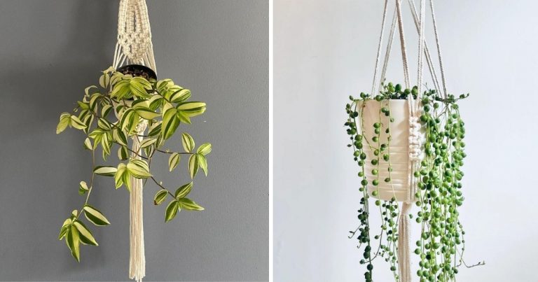 25 Houseplants That Look Great When Grown In Macramé Plant Hangers