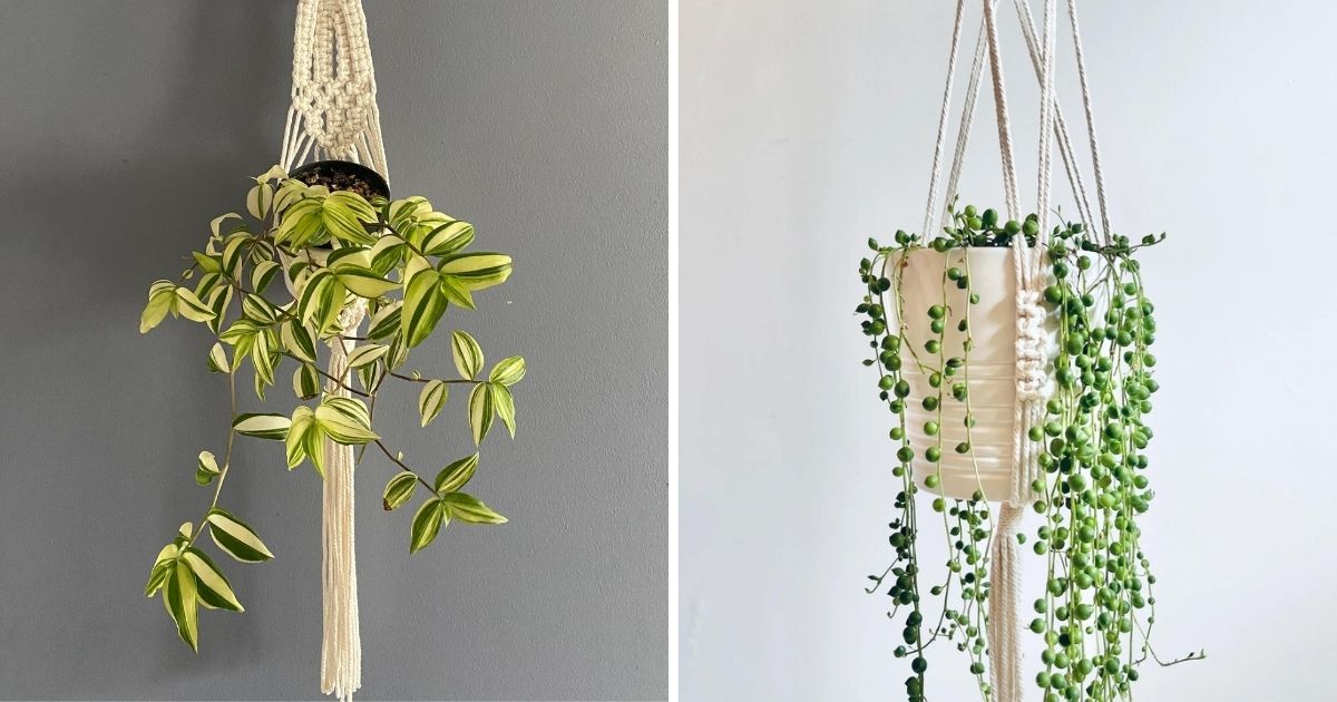 25 Houseplants That Look Great When Grown In Macramé Plant Hangers