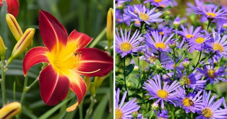 Enjoy These 20 Perennial Plants And Flowers In Your Garden