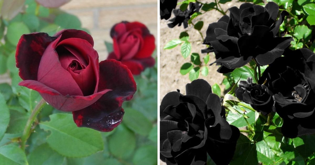 8 Beautiful Black Rose Types To Add Charm Vibes To Your Garden
