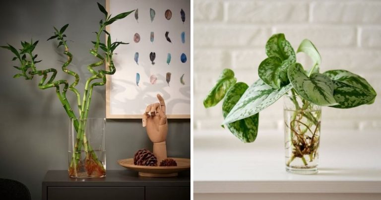 Best Indoor Plants That Don’t Need Well Drainage