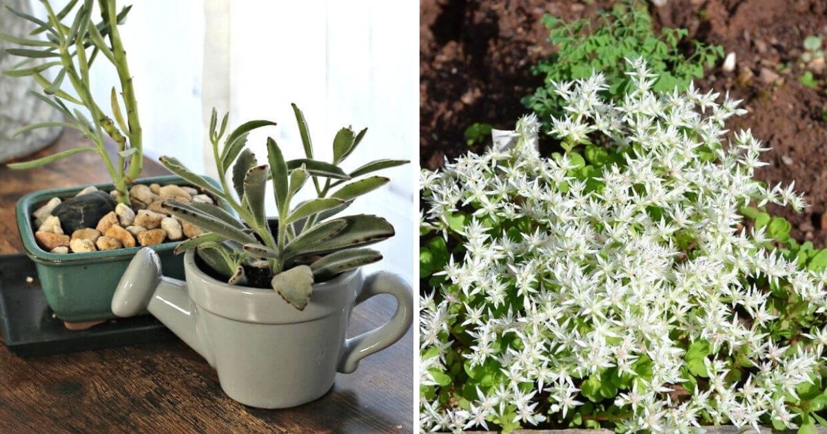 19 Beautiful Succulents That Adapt Well To Shade