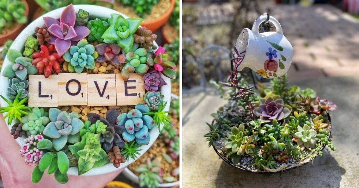 26 Creative Laying Succulent Arrangement Ideas