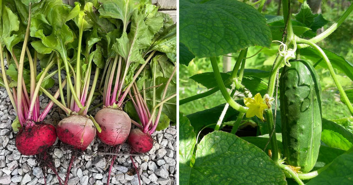 9 Best Arugula Companion Plants For A High Yield