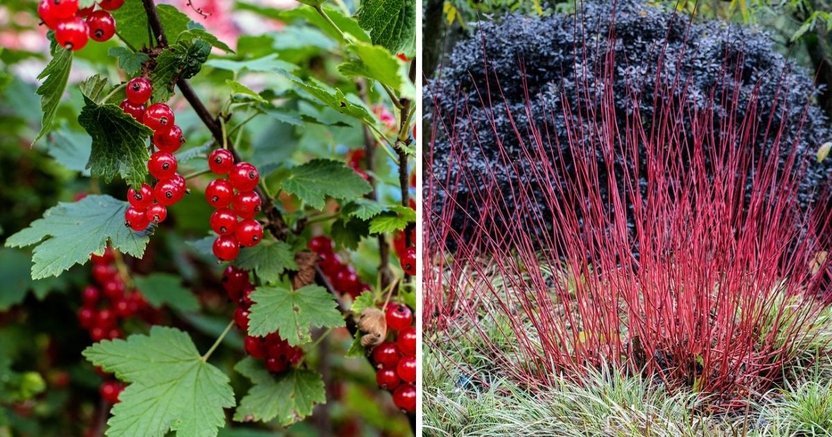 12 Beautiful Plants That Need To Be Pruned In Winter For Growing Better