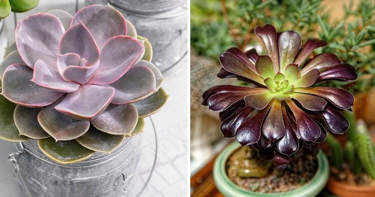 9 Stunning Succulents That Produce Petals Resembling Leaves