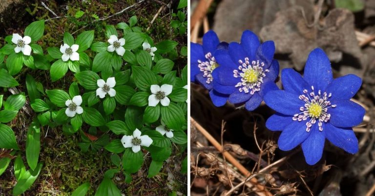 11 Low-Maintenance Ground Cover Plants