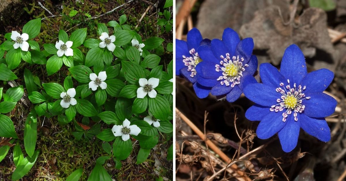 11 Low-Maintenance Ground Cover Plants