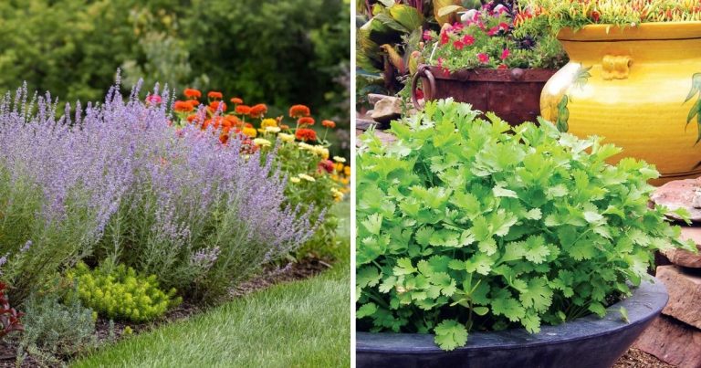 Best Steaming Plants For Health Benefits