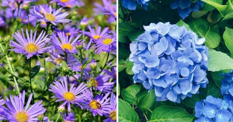 You’ll Enjoy Having These 18 Gorgeous Blue Flowers In Your Yard