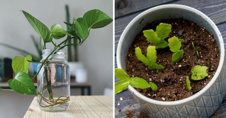 9 Best Indoor Plants That You Can Propagate So Easily