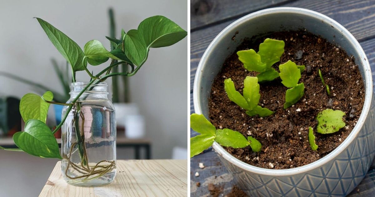 9 Best Indoor Plants That You Can Propagate So Easily