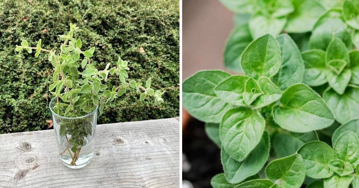 11 Easy-To-Grow Herbs That Grow From One Cutting