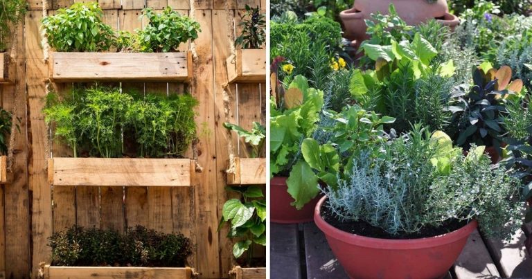 The 20 Best Vegetable Garden Layouts To Try