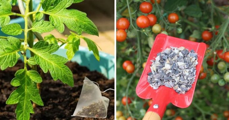 9 Best Organic Fertilizers For Your Tomato Plants