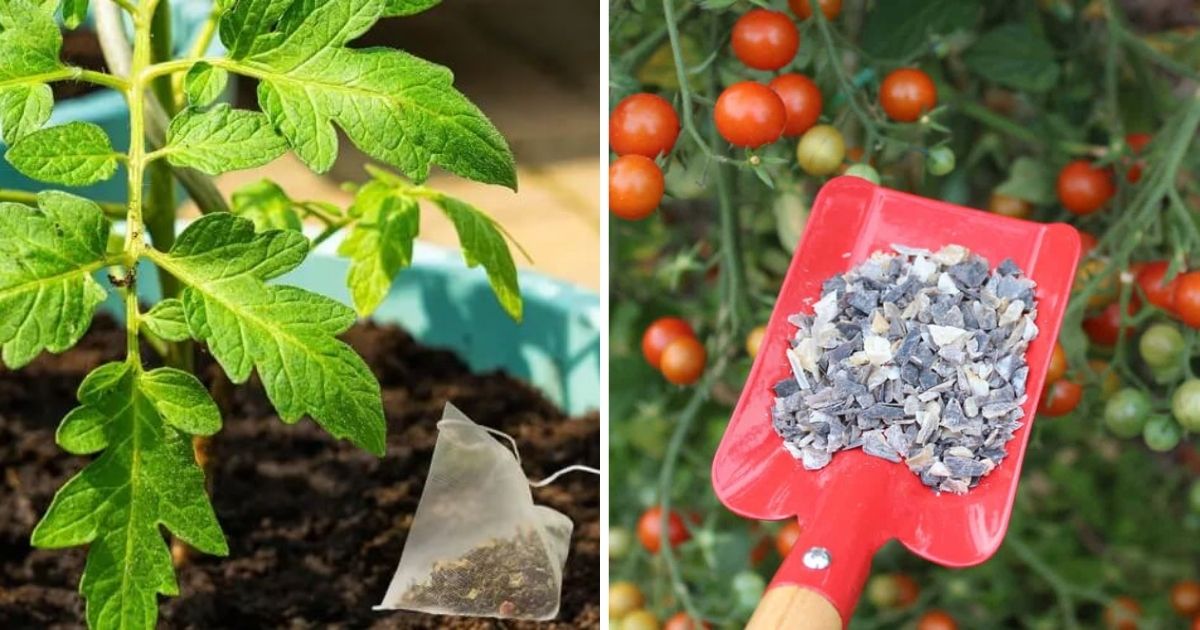9 Best Organic Fertilizers For Your Tomato Plants