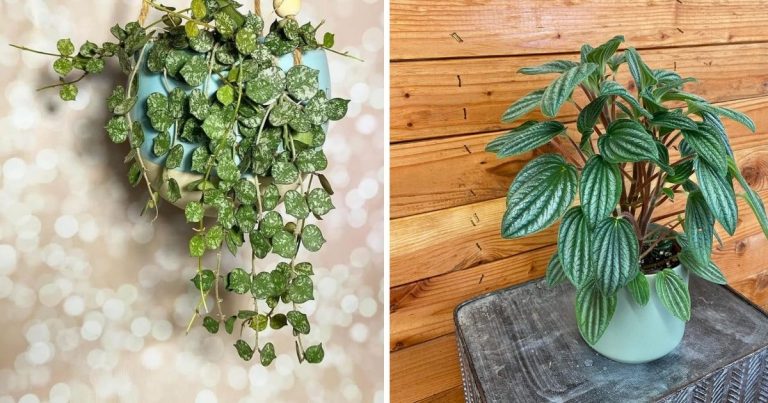 11 Beautiful Indoor Plants That Have Soft Leaves