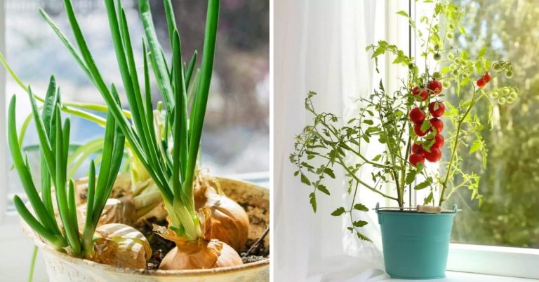 15 Best Vegetables For An Indoor Garden