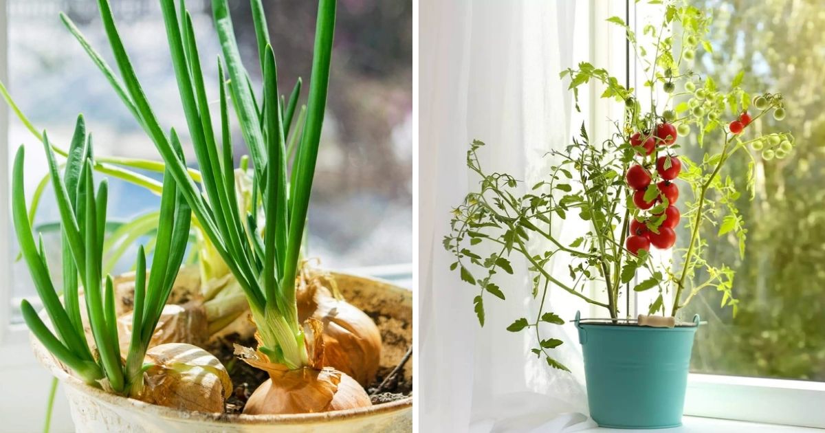 15 Best Vegetables For An Indoor Garden