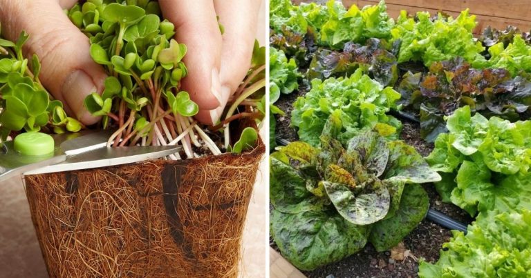 Fast-Growing Vegetables That Just Take 15 Days to Harvest