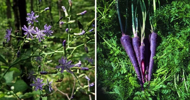 13 Unique Blue Vegetables To Add Color To Your Garden